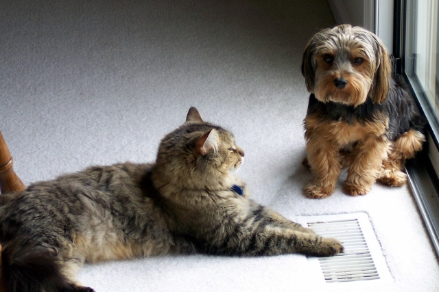 Cats and Dogs can be civil with each other. How about Republicans and Democrats? Photo credit: Buddy and Chubbs by ckay on flickr cc