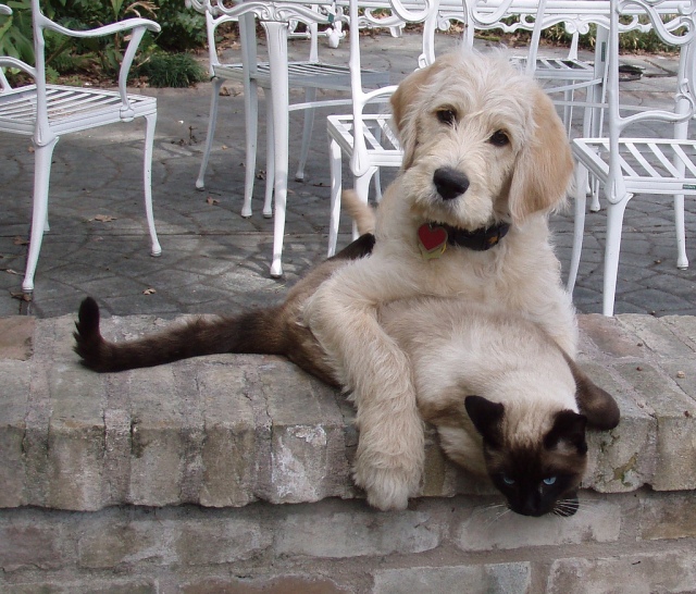 Cats and Dogs can be friends and work together. Now it is time for Republicans and Democrats to work together to put people back to work. This cat & dog want to know what Congress will do to put Americans back to work? Photo Credit: Chuy and Neko by meknits on flickr cc 